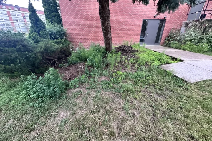 Overgrown planting area beside a building